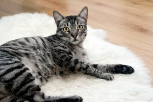 猫の1番安い・低価格の種類は?適正販売価格はいくら? ペットブログ